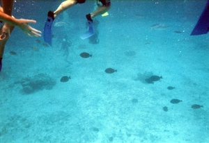 pic13.jpg