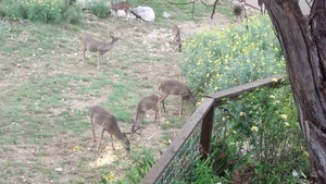 pic22.jpg